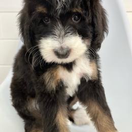 Edith - Tri-color female Bernedoodle puppy in Garrettsville, Ohio from Sunset Family Farm