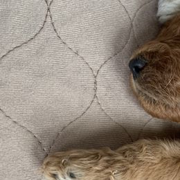 Girl 1 - Goldendoodle puppy in St. Lucie, Florida from A Doodle Life, LLC