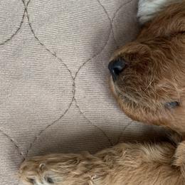 Girl 1 - Goldendoodle puppy in St. Lucie, Florida from A Doodle Life, LLC