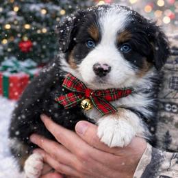 Parsley - Black tri male Miniature American Shepherd puppy in Riverton, Utah from Iron Spirit Homestead & Aussies