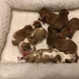 Cavalier King Charles Spaniel Puppies from Seaborne Cavalier King Charles Spaniels