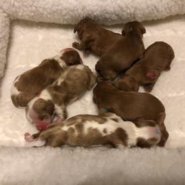 Cavalier King Charles Spaniel Puppies from Seaborne Cavalier King Charles Spaniels