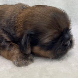 Shih Tzu Puppies from Little Miracles Shih Tzu