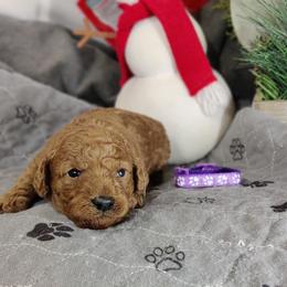 Cora (purple collar)-OFA and CHIC parents - Red  female Poodle puppy in Westfield, North Carolina from Legacy Pets