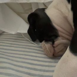Boxer Puppies from House of boxers