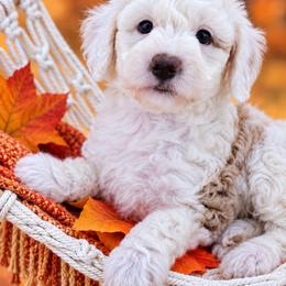 Sawyer - Apricot male Aussiedoodle puppy in Byron, Georgia from Southern Olive Doodles 🫒