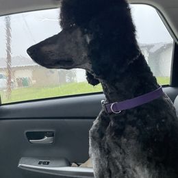 Hudson - Phantom male Assorted Doodle Crosses puppy in Cape Coral, Florida from Happiest Retrievers