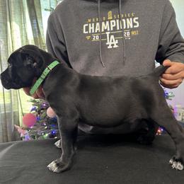 Green - Black male Cane Corso puppy in Norwalk, California from Gaxx Corsos