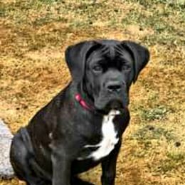 Cane Corso Puppies from King of Kings Cane Corso