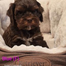 Blue - Brown and tan female Cockapoo puppy in Perry, Arkansas from Parker's Cockapoos