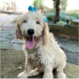 Goldendoodle Puppies from Grosenbacher Goldendoodles