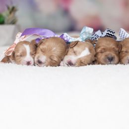 Goldendoodle Puppies from Snowfire Doodles