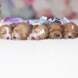 Goldendoodle Puppies from Snowfire Doodles