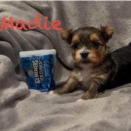 Madie - Black & tan tri-color female Morkie puppy in Seneca, Missouri from M.Y. Morkies and Yorkies