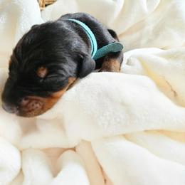 Black and rust male blue - Black and rust male Doberman Pinscher puppy in Hamilton, Ohio from Little Dragon Dobermans