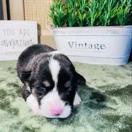 Girl 2 - Black and tan female Pembroke Welsh Corgi puppy in Chesterton, Indiana from Oliver Pembroke Welsh Corgis