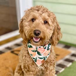 Peach - Goldendoodle