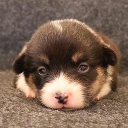 Eskimo - Black and tan male Pembroke Welsh Corgi puppy in Arcanum, Ohio from Weissway Corgis