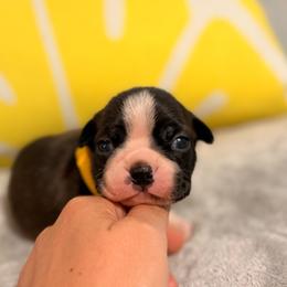 Sunshine - Brindle and white female Boston Terrier puppy in Hialeah, Florida from K&N Boston Paws