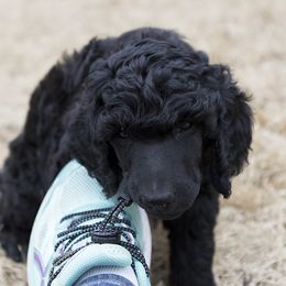 Poodle Puppies from Anutta Poodles