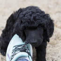 Poodle Puppies from Anutta Poodles