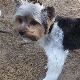 Biewer Terriers from Bonnie's Biewer Terriers