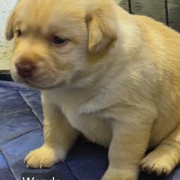 Wanda, gray collar - Yellow female Labrador Retriever puppy in Greenwich, Ohio from Pure Gem Kennel