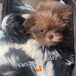 Shih Tzu Puppies from Casa de Santiago