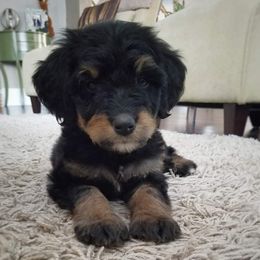 Bernedoodle and Shih Tzu Puppies from Route 66 Poodles & Doodles, Sapphire Shih-tzu's of Ohio