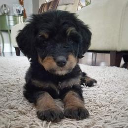 Bernedoodle and Shih Tzu Puppies from Route 66 Poodles & Doodles, Sapphire Shih-tzu's of Ohio