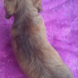 Dachshund Puppies from Nikas Baby Beanz LH Dachshunds