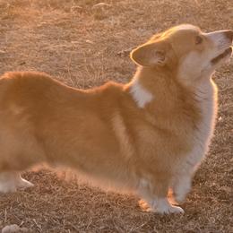 Kip - Pembroke Welsh Corgi