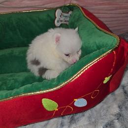 Boy 2 - Blue parti male Pomeranian puppy in Angleton, Texas from Pomeranian Palace, LLC