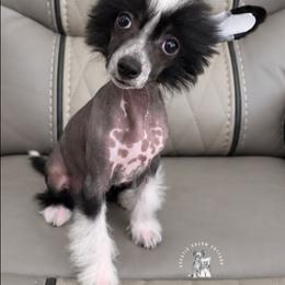 Portia - Black and white female Chinese Crested puppy in Ocala, Florida from Crestie Charm Cottage