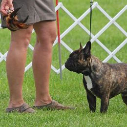 Magic - French Bulldog