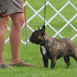 Magic - French Bulldog