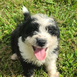 Aussiedoodle Puppies from Southern Charm Farms