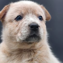 Girl 1 - Australian Cattle Dog puppy in Burleson, Texas from Bluebonnet Heelers