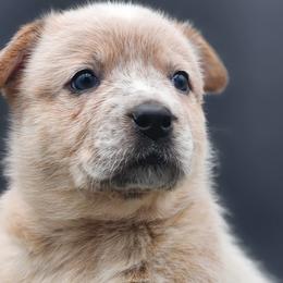 Girl 1 - Australian Cattle Dog puppy in Burleson, Texas from Bluebonnet Heelers