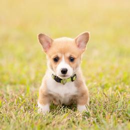 Yellow collar female- Pauline - Red female Pembroke Welsh Corgi puppy in Waverly Hall, Georgia from 6g Ranch Corgis