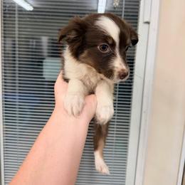 Millie - Red tri-color female Australian Shepherd puppy in Cushing, Oklahoma from Little Pastures Australian Shepherds