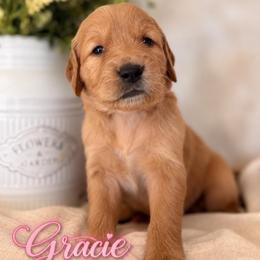 Gracie - Golden female Golden Retriever puppy in San Bernardino, California from Thegoldendreams1