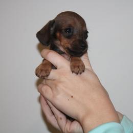 Junior Mint - Red male Dachshund puppy in Okeechobee, Florida from Far Far Away Dachshunds