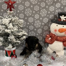 Orange collar Girl - Black and red female German Shepherd puppy in Wyoming, Michigan from Big Jones Kennels