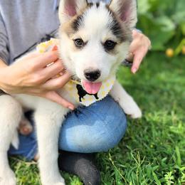 Pomsky Puppies from Nebula Ranch Pomskies