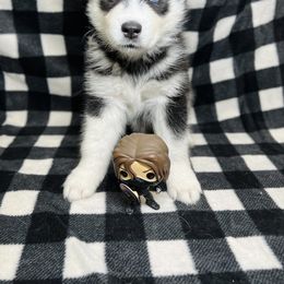 Maltese and Siberian Husky Puppies from Nyx’s Pack