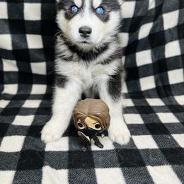 Maltese and Siberian Husky Puppies from Nyx’s Pack