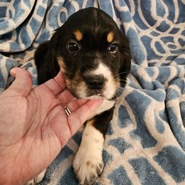 Yellow collar - Black white and tan female English Springer Spaniel puppy in Anderson, South Carolina from Hembree Creek Springers