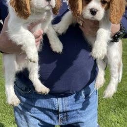 Cavalier King Charles Spaniel Puppies from Rolling Meadows Cavaliers