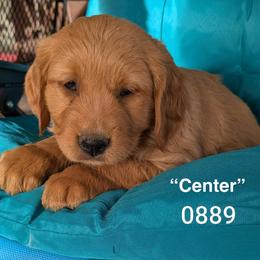 Center - Dark golden male Golden Retriever puppy in Parker, Colorado from Legacy Ranch Golden Retrievers
